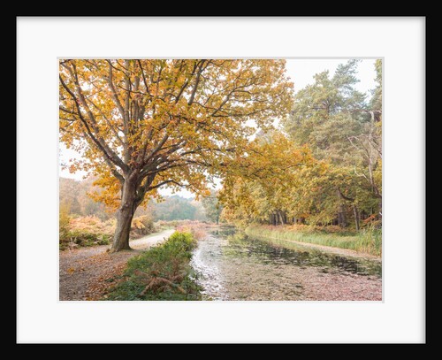 Basingstoke Canal by Assaf Frank